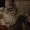 amandahardy424
